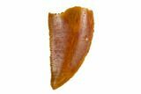 Serrated, Raptor Tooth - Real Dinosaur Tooth #115687-1